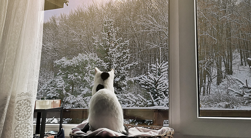 Kuschelige Wintersituation, mit Katze innen vorm Fenster mit Blick auf eine Schneelandschaft.
