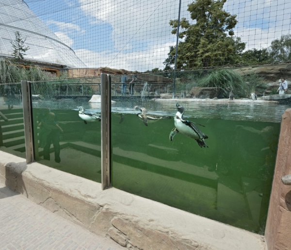 Hinter drei durch jeweils einen senkrechten Stahlträger getrennten Panorama-Scheiben im Außengelände eines Zoos sieht man drei Pinguine in grünem Wasser nahe der Scheibe schwimmen.