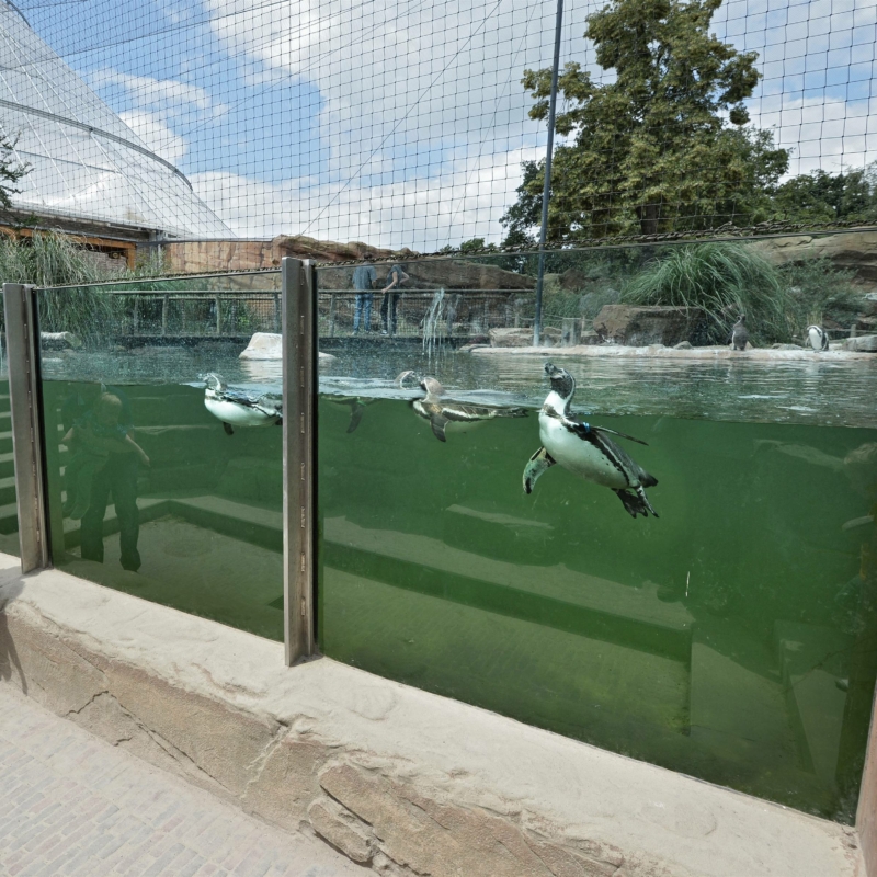 Hinter drei durch jeweils einen senkrechten Stahlträger getrennten Panorama-Scheiben im Außengelände eines Zoos sieht man drei Pinguine in grünem Wasser nahe der Scheibe schwimmen.